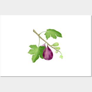 Figs on Branch Posters and Art